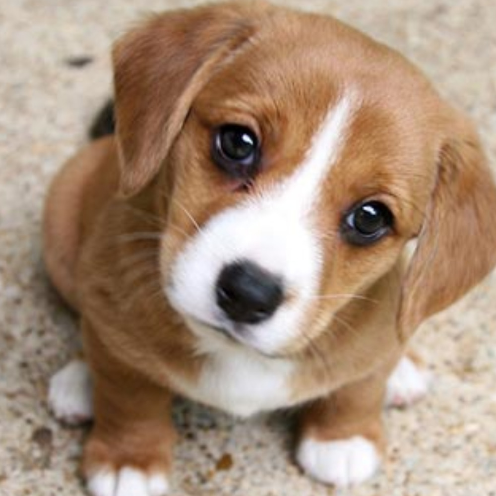 Meet your Posher, Calaysia